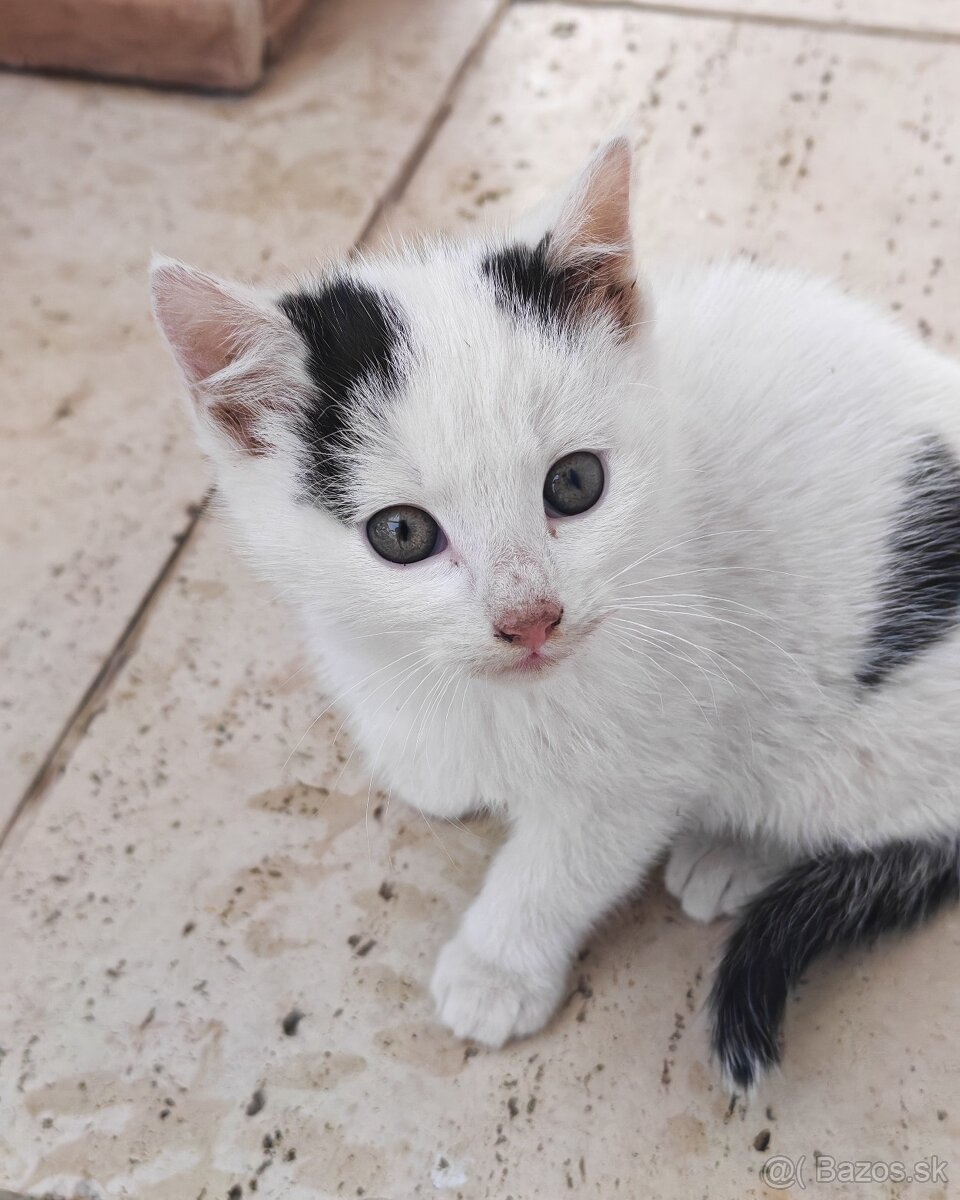 Mačiatka - 3