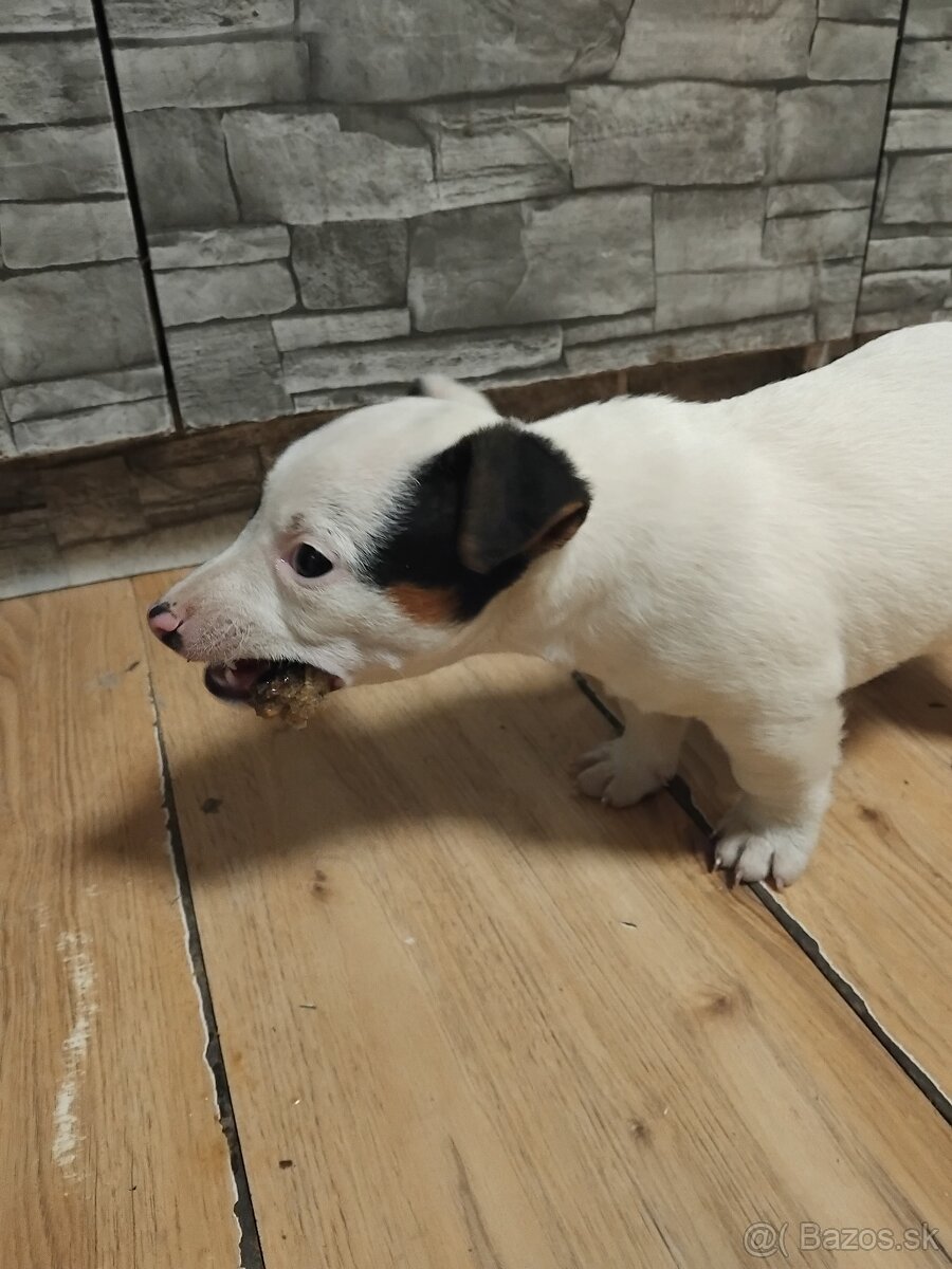 Predám šteňatá Jack Russel Terier - 3