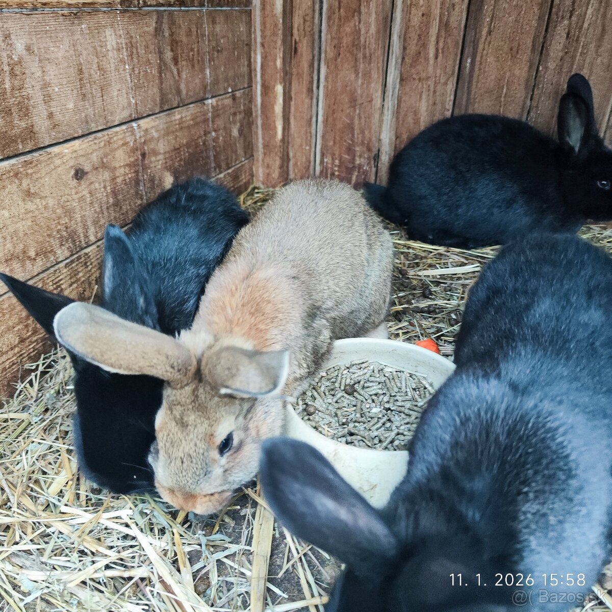 Králiky - 3