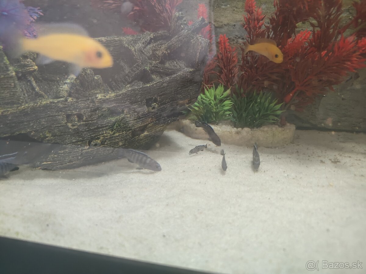 Africké cichlidy - 3