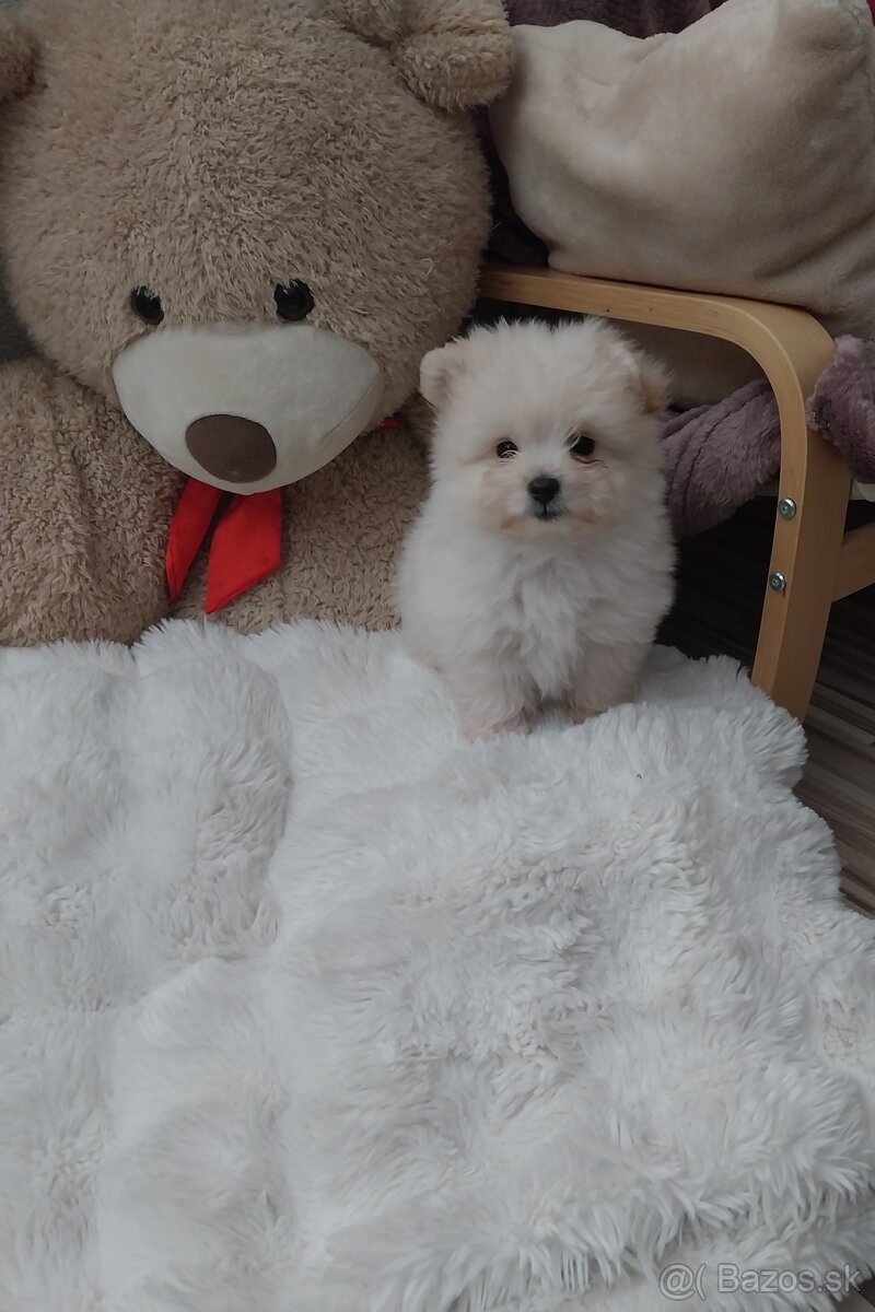 Pudel X Pomeranian - 3