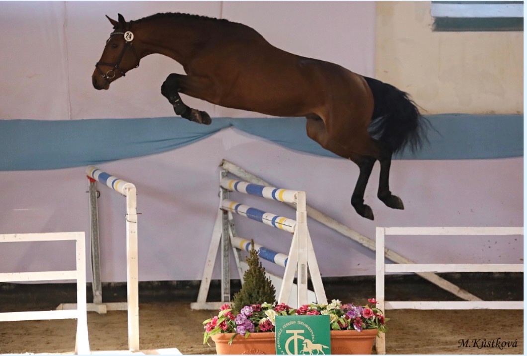 Predám 2 ročného žrebca ČT - 3