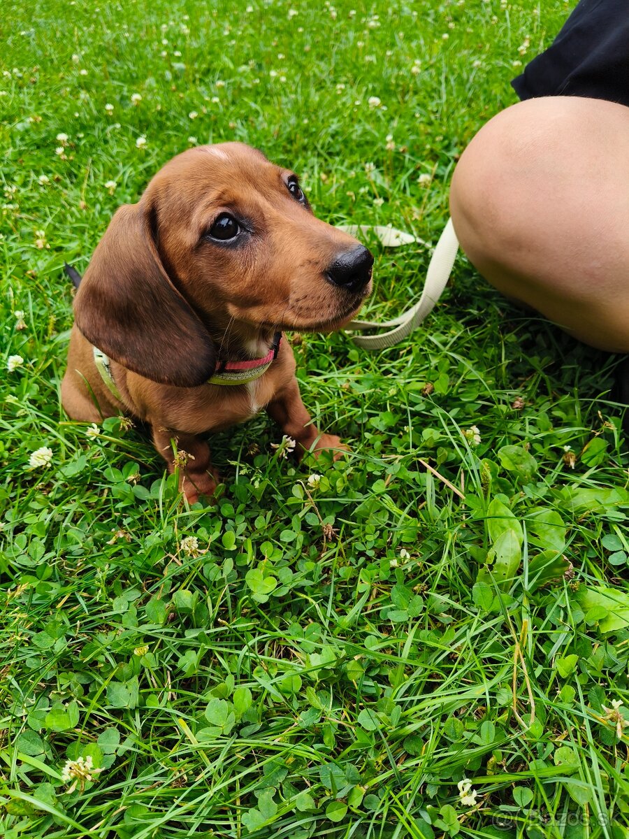 Predám šteniatko trpasličieho jazvečíka - 3