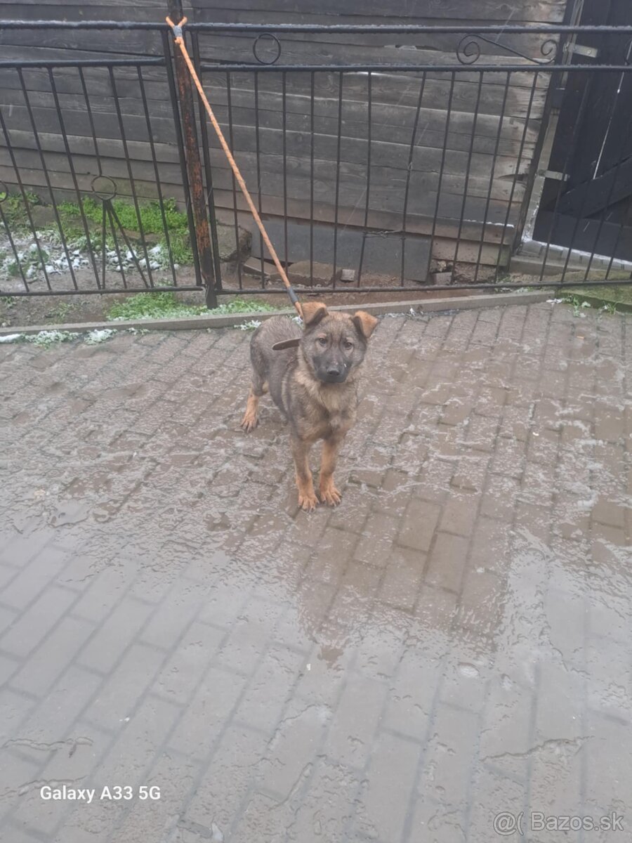 Nemecky ovčiak - 3