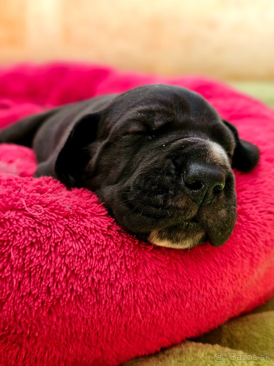 Nemecká doga šteniatka s PP - 3