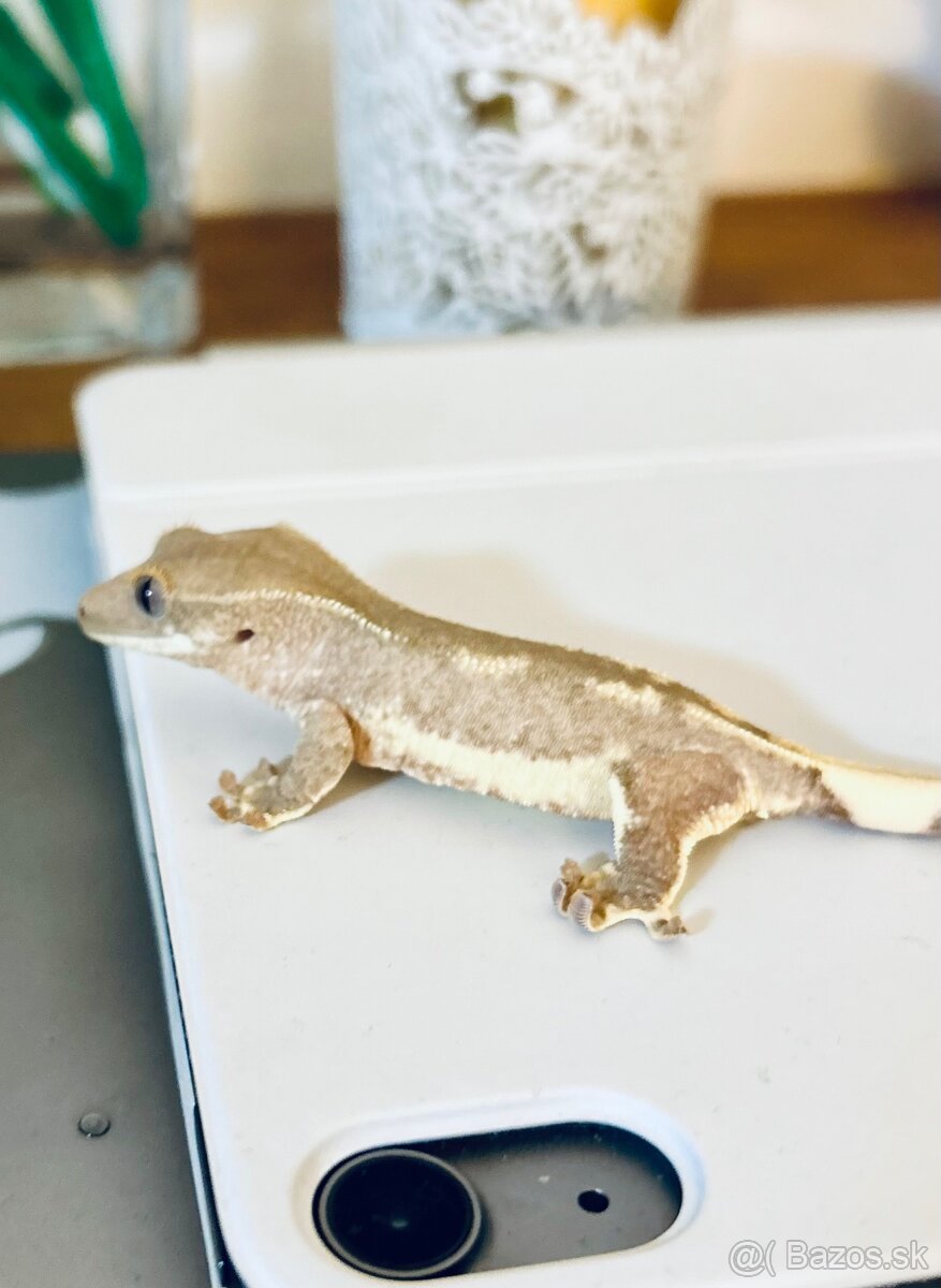 Pagekon riasnatý LW - 3