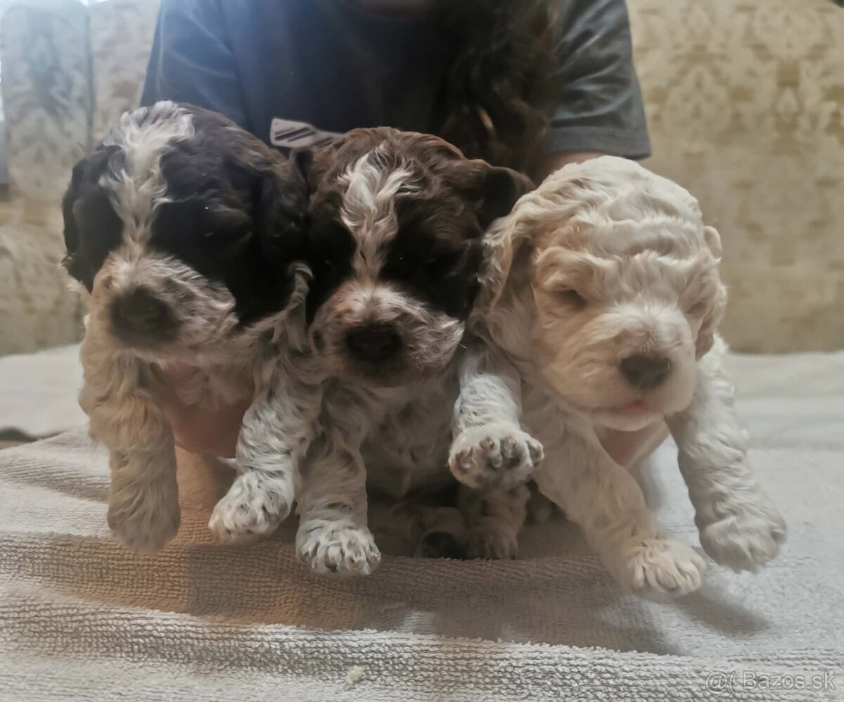 Lagotto Romagnolo steniatko - 3