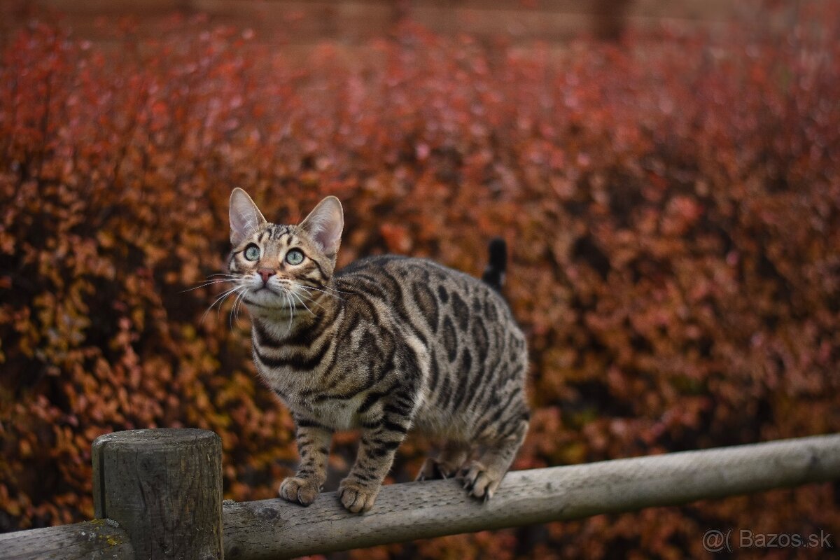 Bengálsky kocúr s PP na krytie - 3