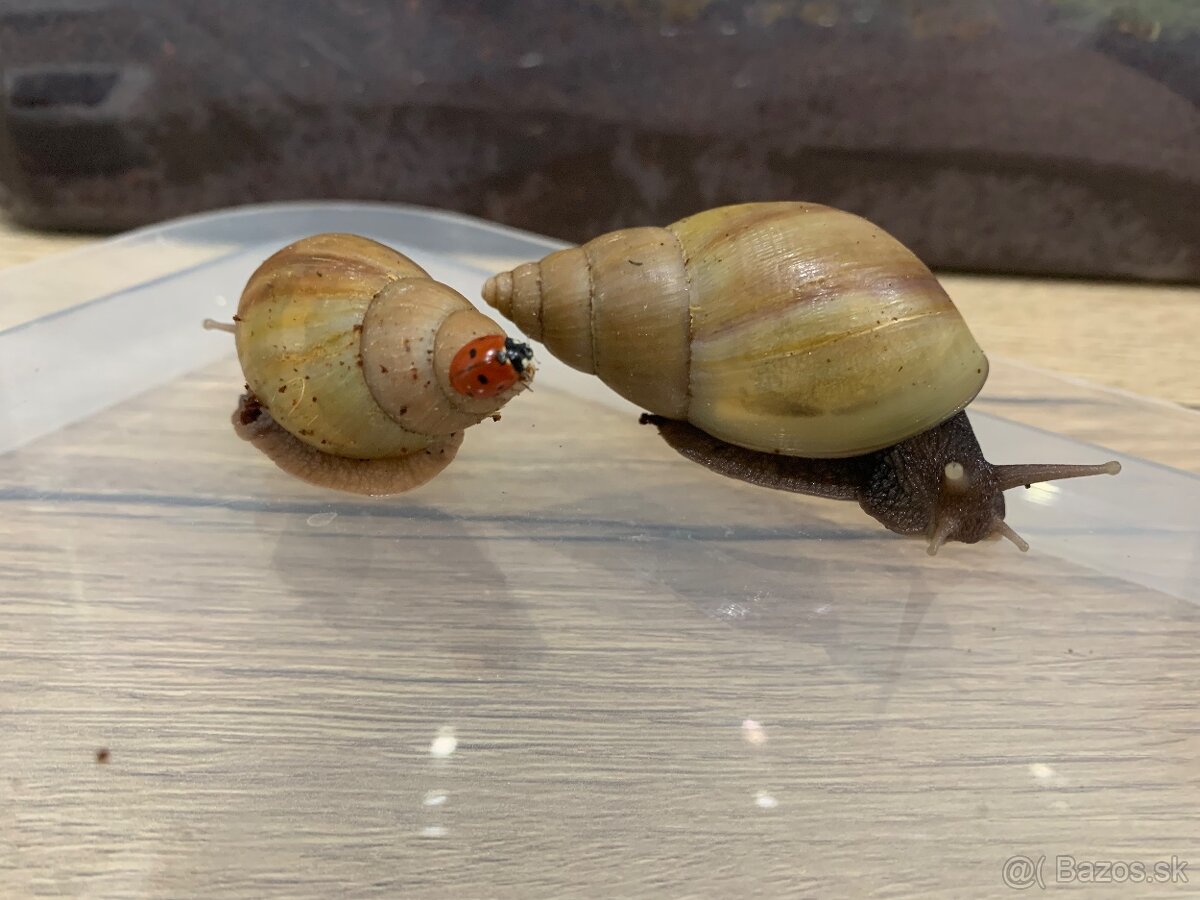 Slimák africký - 3