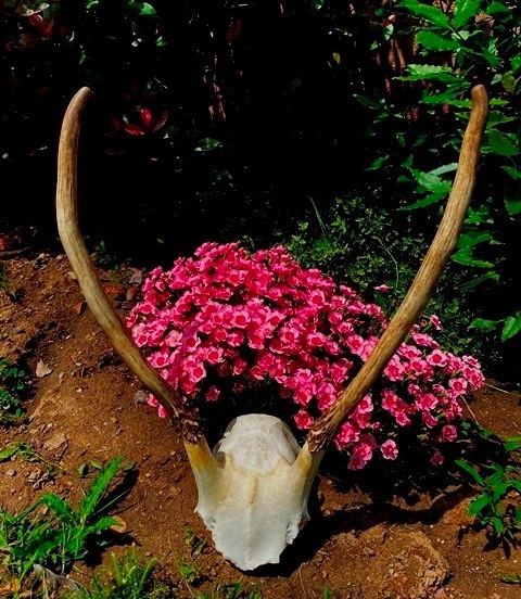 trofej, spicer, srnka - 3