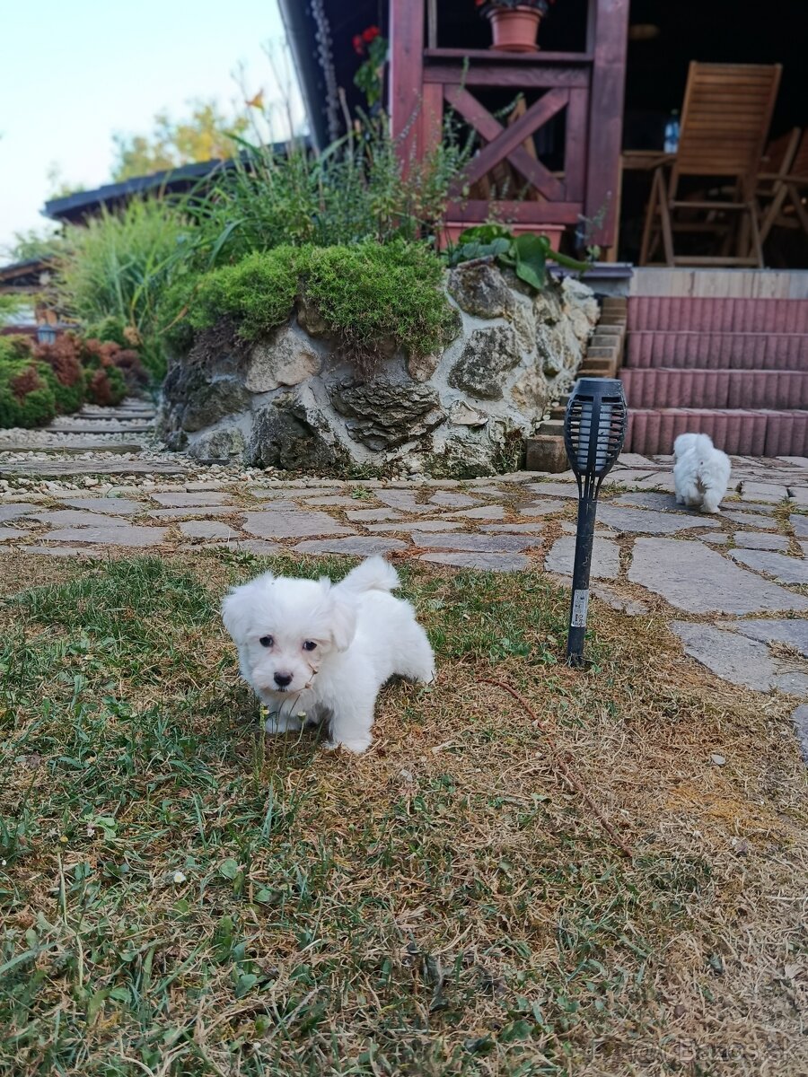 Šteniatka maltezaka - 3