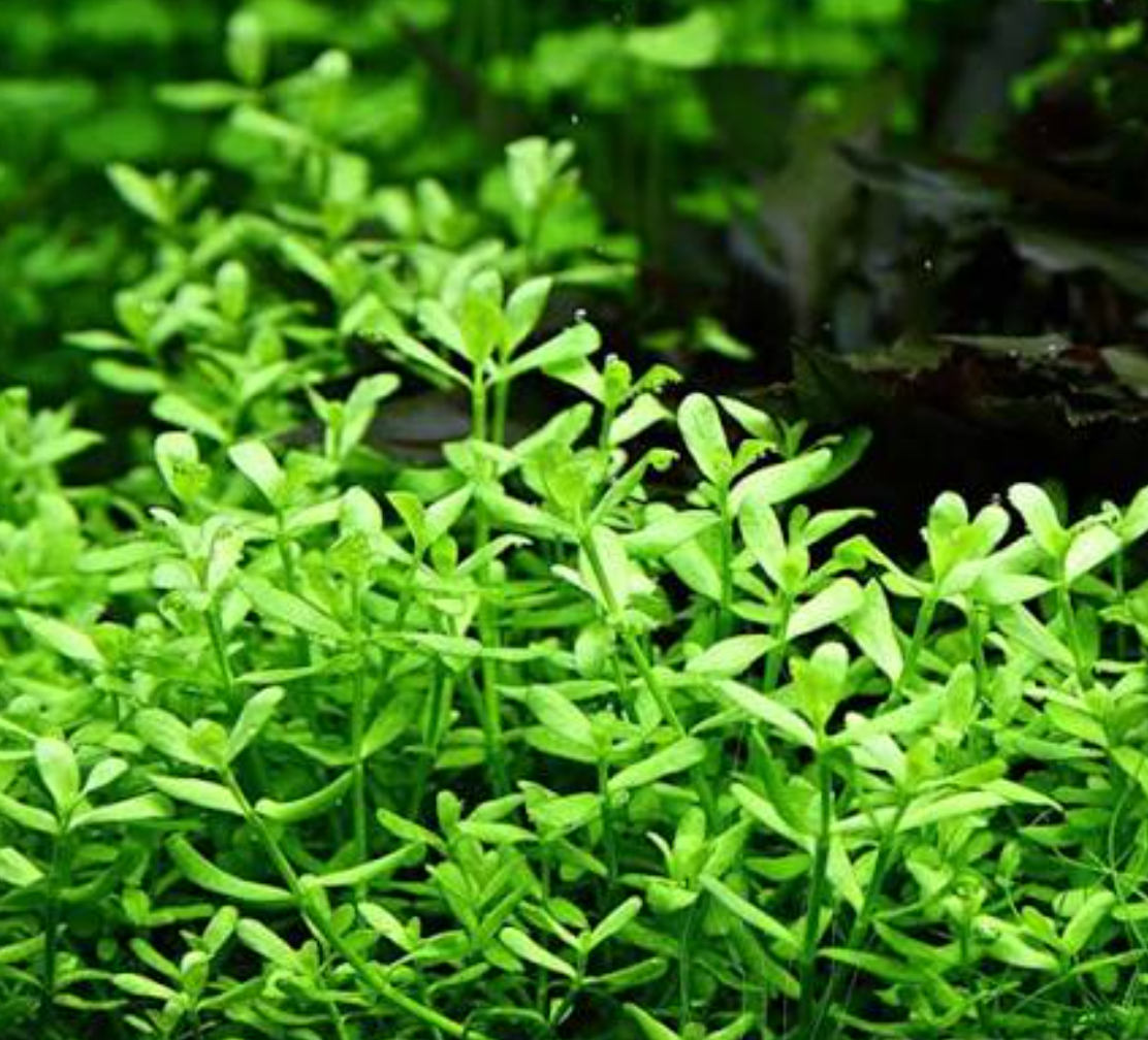 predam bacopa monnieri - 3