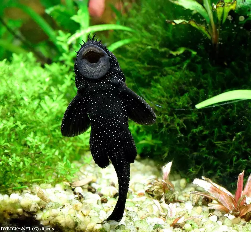Prísavník L213 (Ancistrus) – vlastný chov - 3