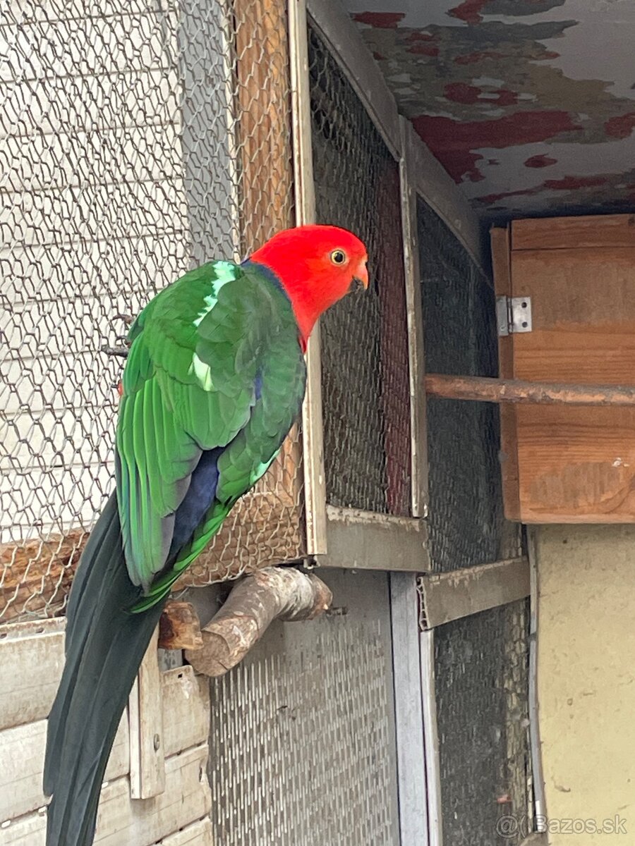 Papagaj kralovsky - 3