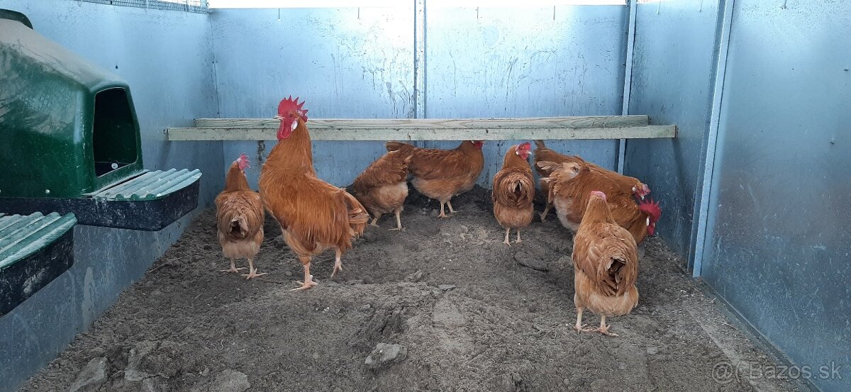 Vlaška Žltá nasadove vajcia - 3