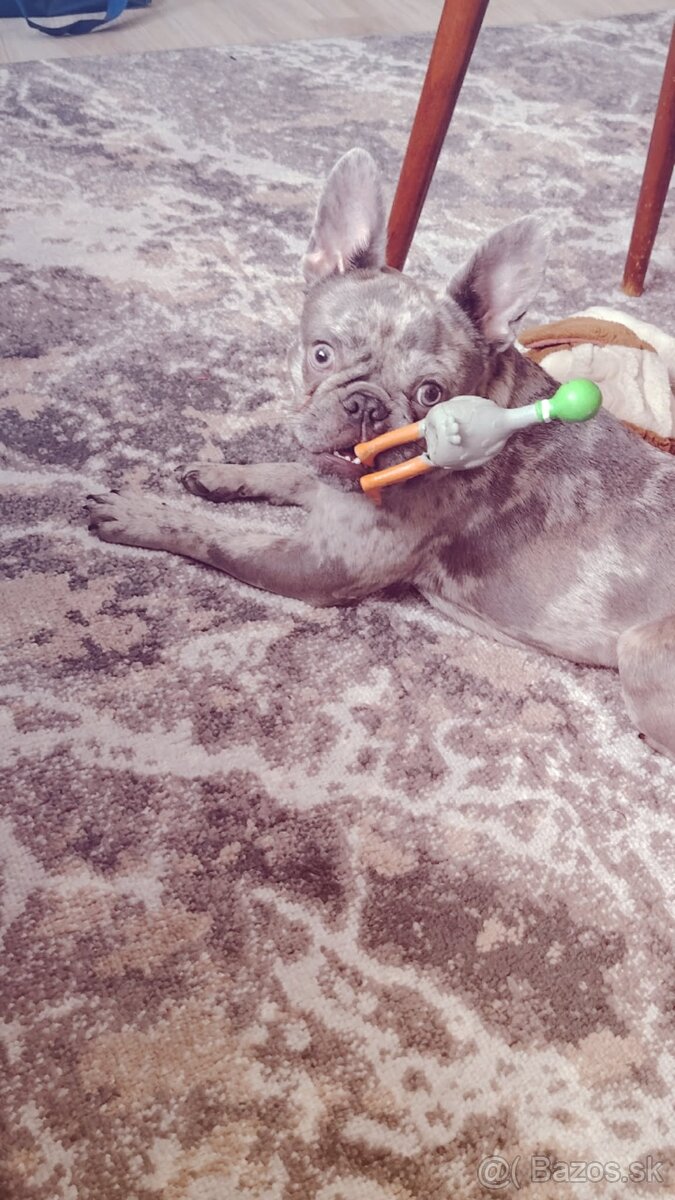 Francúzsky buldoč - 3