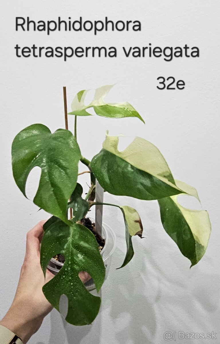 Rhaphidophory - rôzne druhy - 3