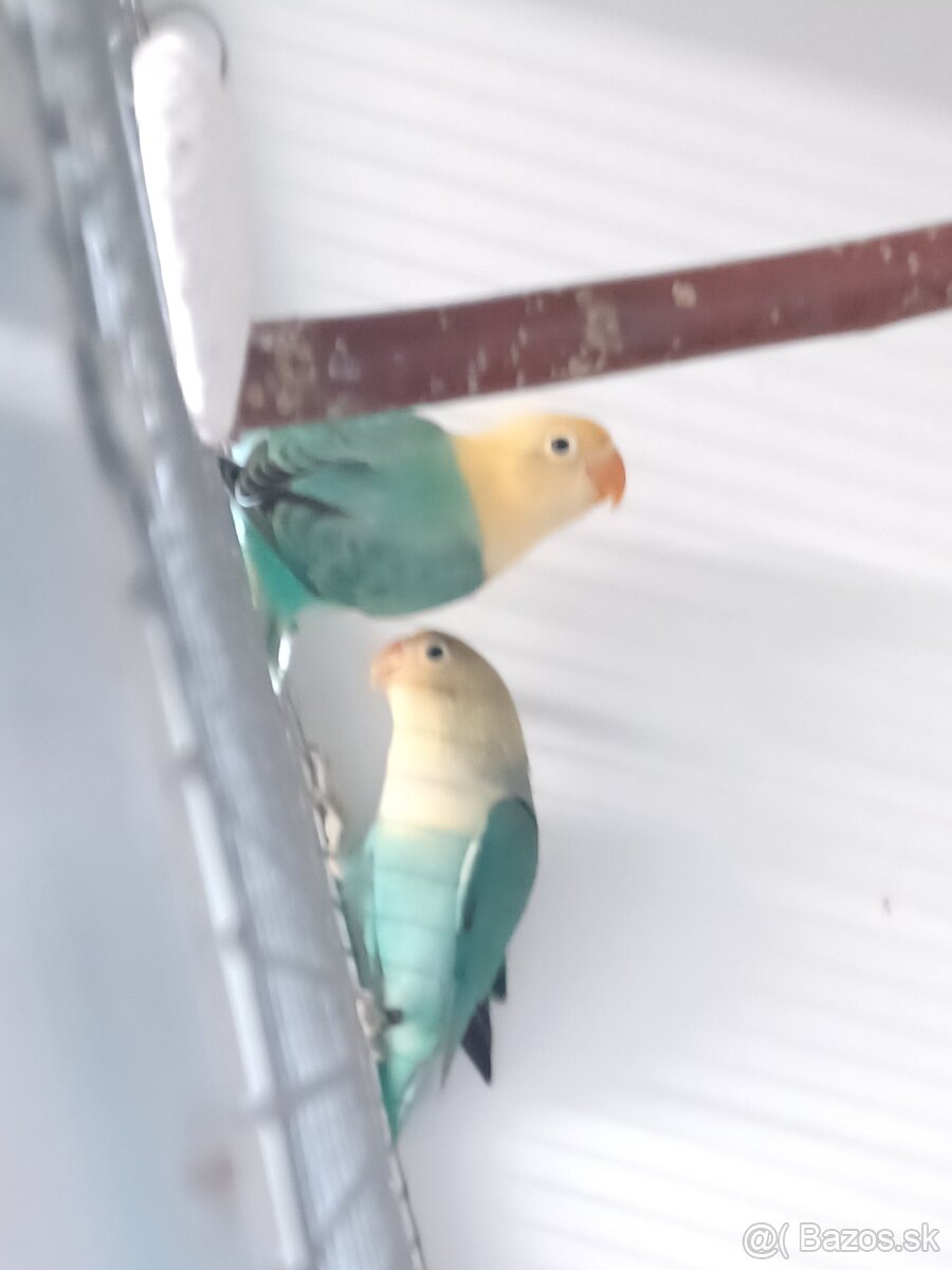 Agapornis fischeri - 3