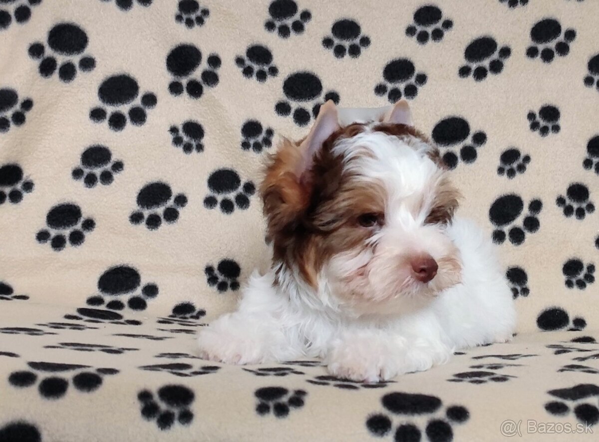 Yorkshire terrier - 3