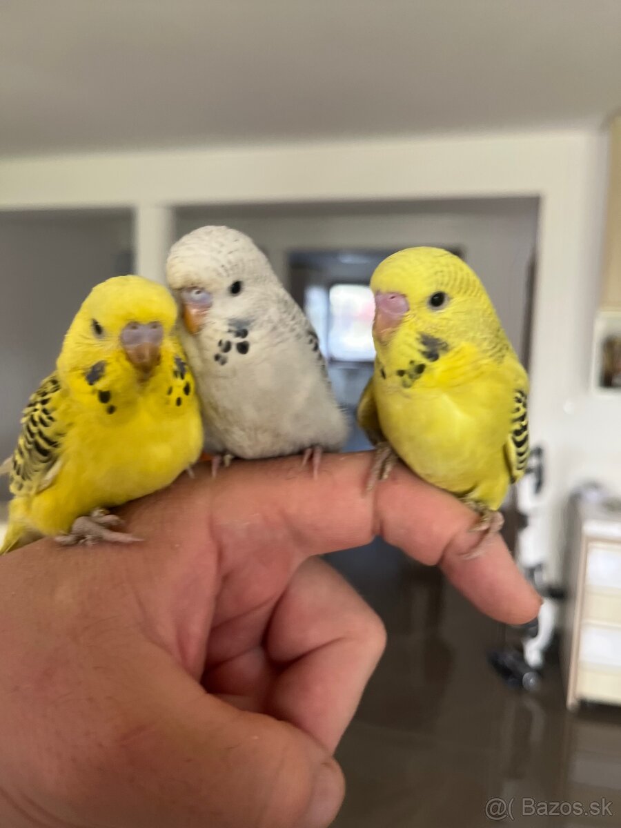 Andulka mlada Maznačik - 3