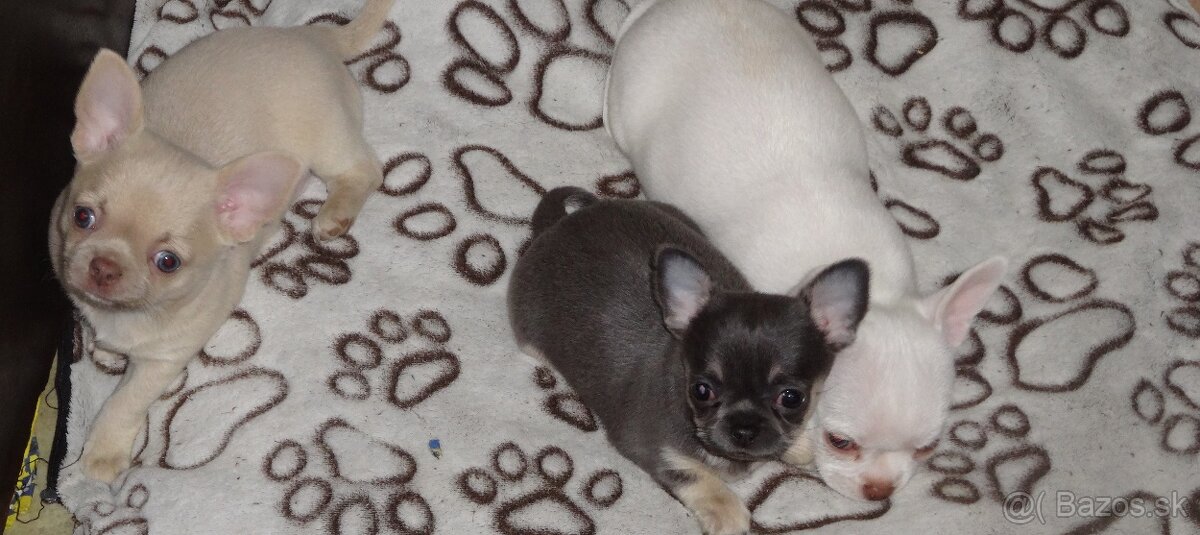 civava krátkosrstá,dlhosrstá. - 3