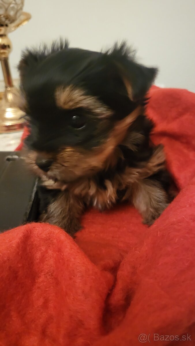 Yorkshirsky terier mini - 3