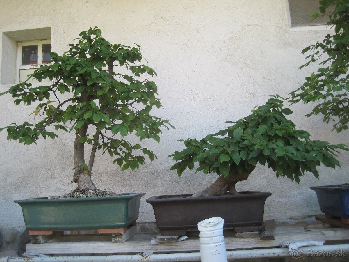 bonsai,bonsaj-hrab 17 - 3