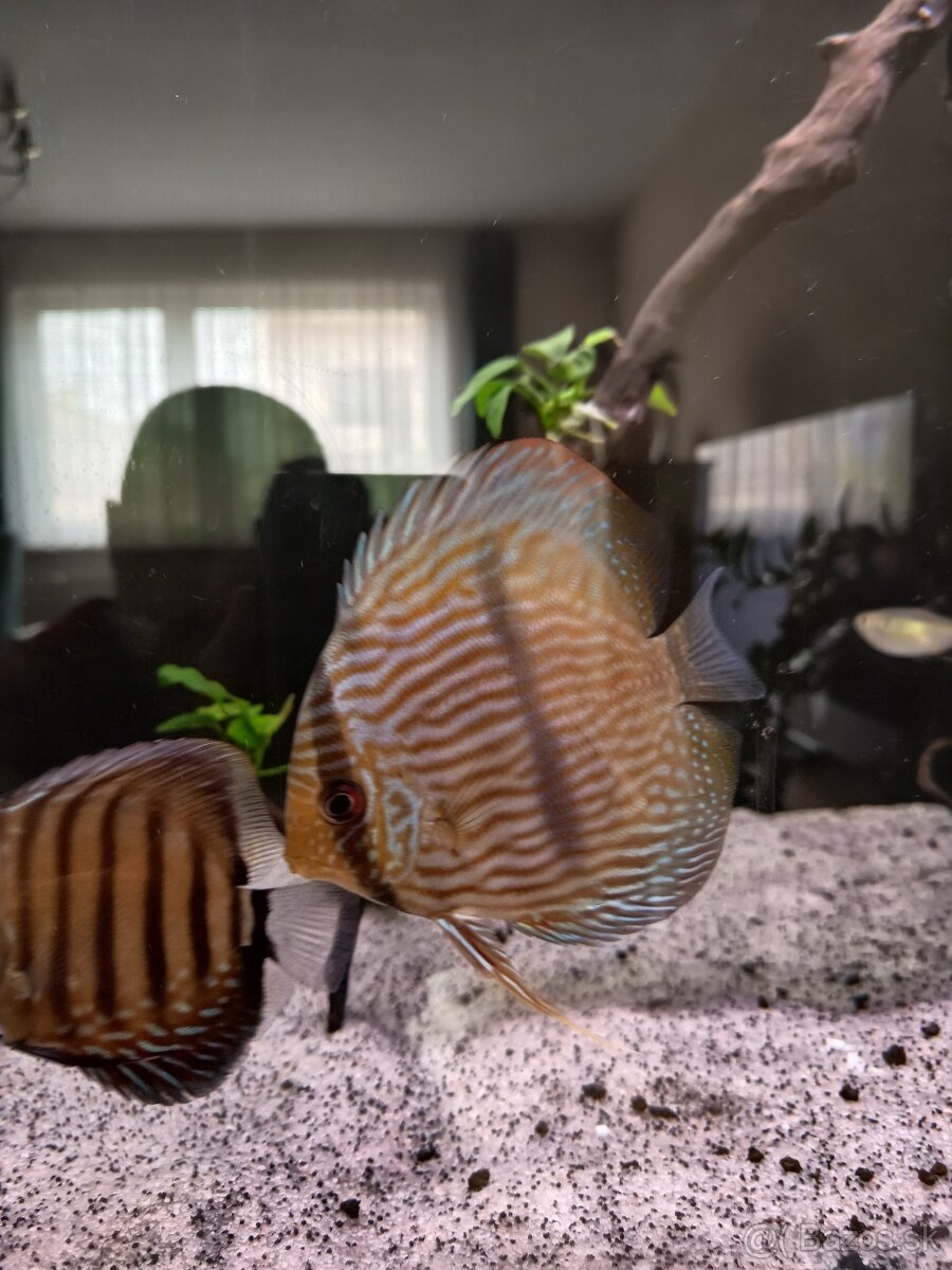 Discus-terčovce - 3