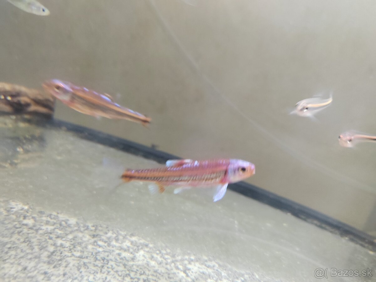 Jalcek dúhový - vhodný aj do jazierka - 3