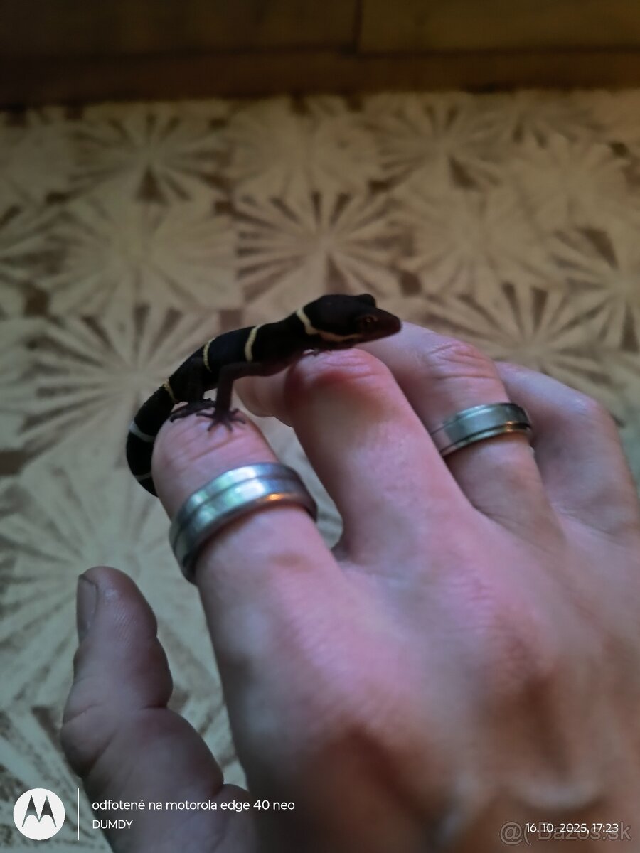 Pagekón riasnaty / Gekončik čínsky (Goniurosaurus hainanensi - 3