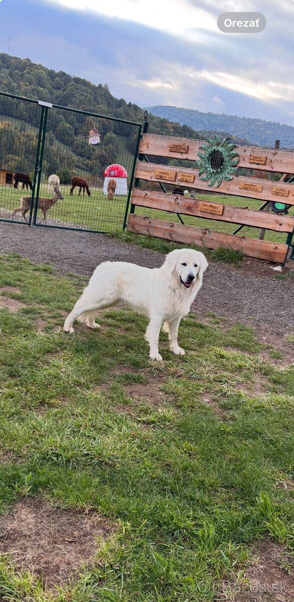 Slovenský čuvač - 3