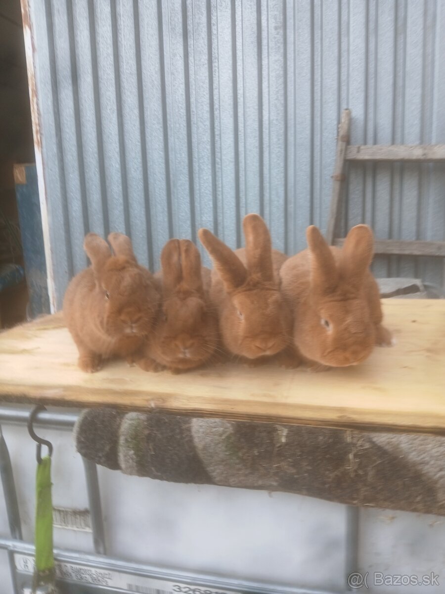 Novozelansky samce a samice - 3