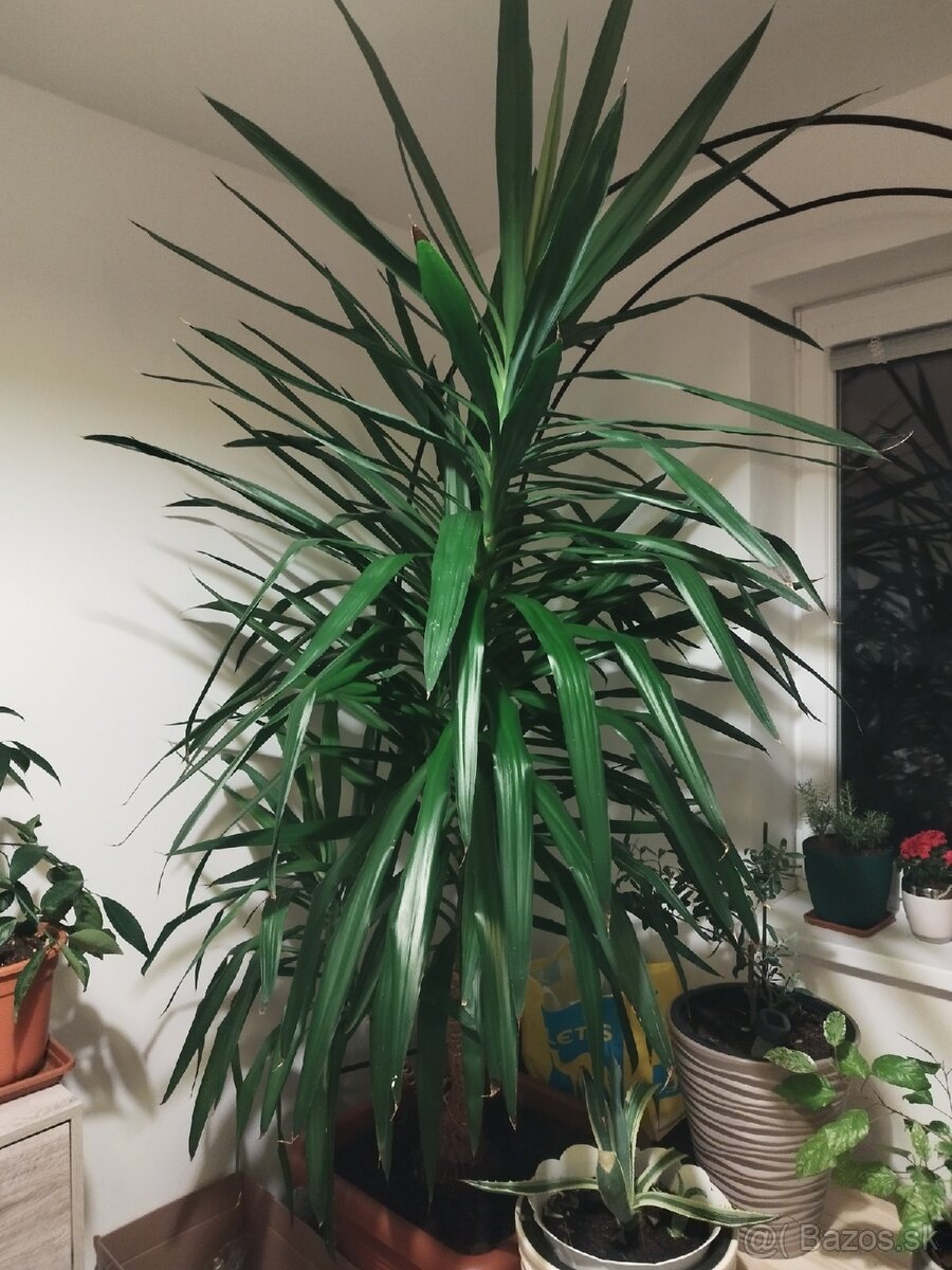 Juka YUCCA vyška 2M - 3