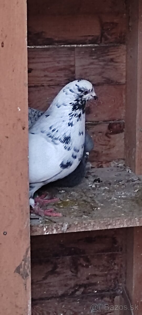 Holuby Piešťanský obor - 3