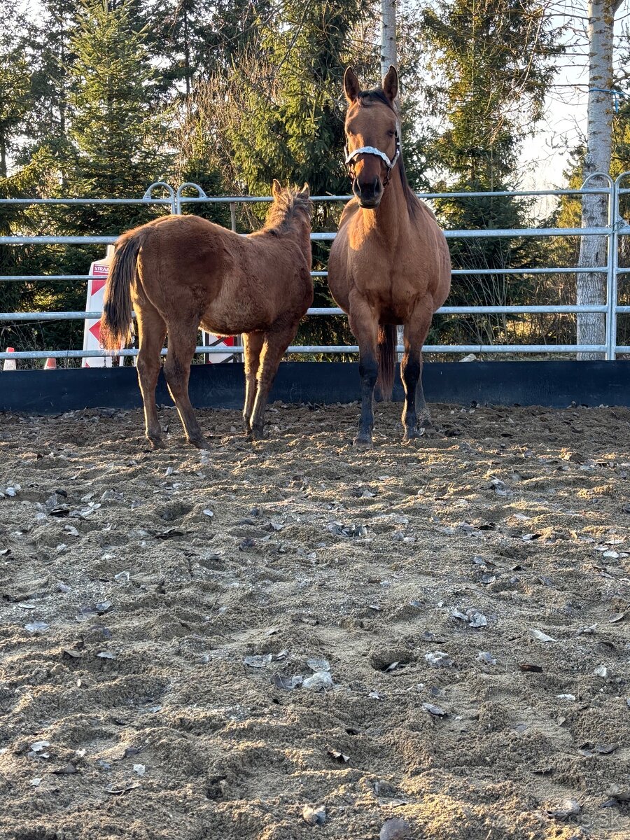 APH Žrebček DUN - 3