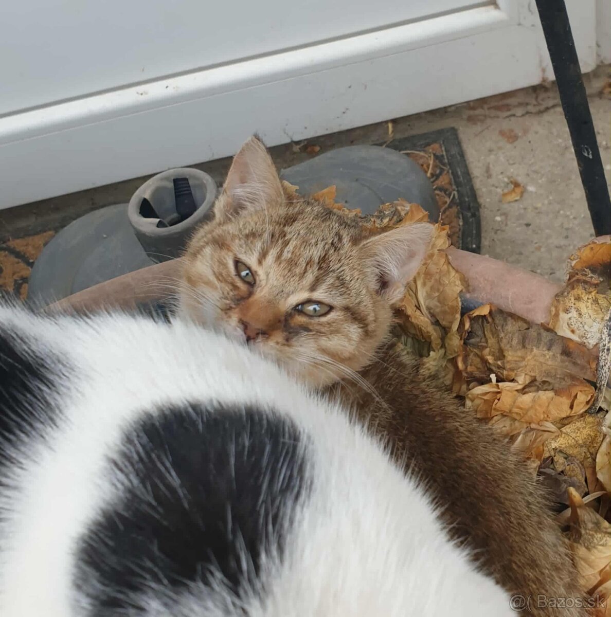 Darujem mačiatka - 3