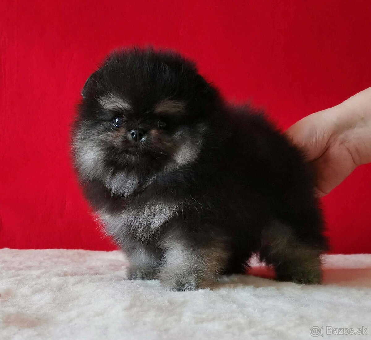 Pomeranian Mini - 3