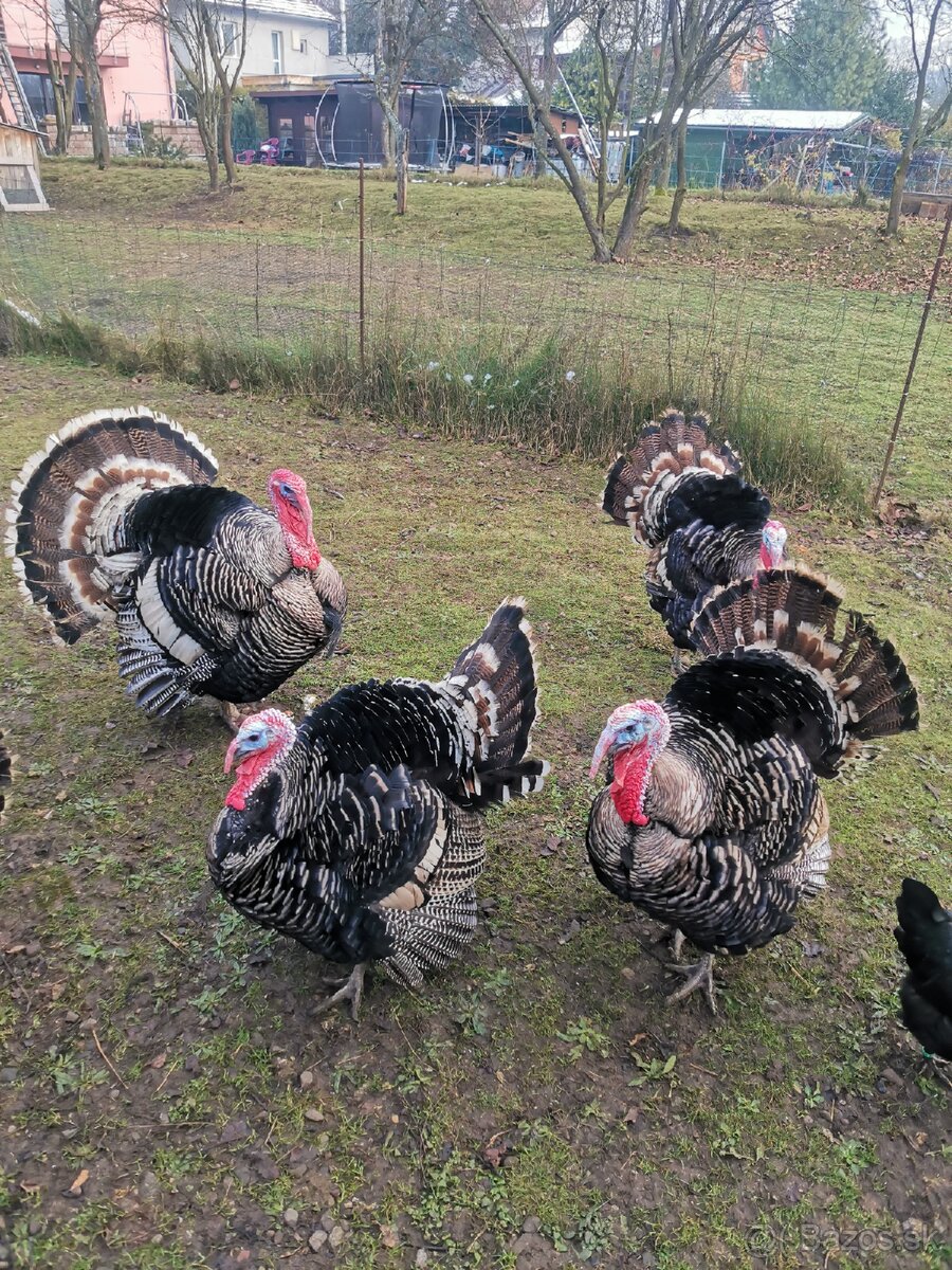 Morka NARAGANSET - 3