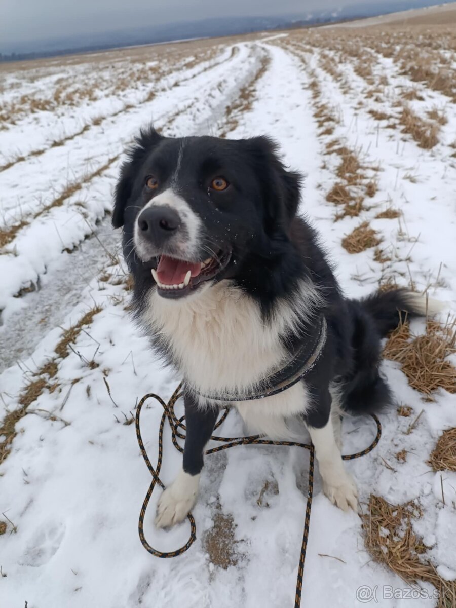 Psík, hľadá domov - 3