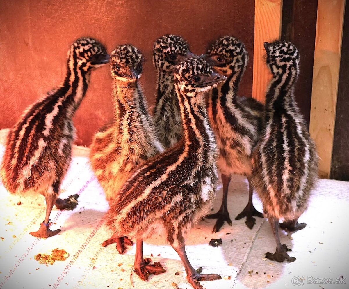 Predám emu hnedého - 3