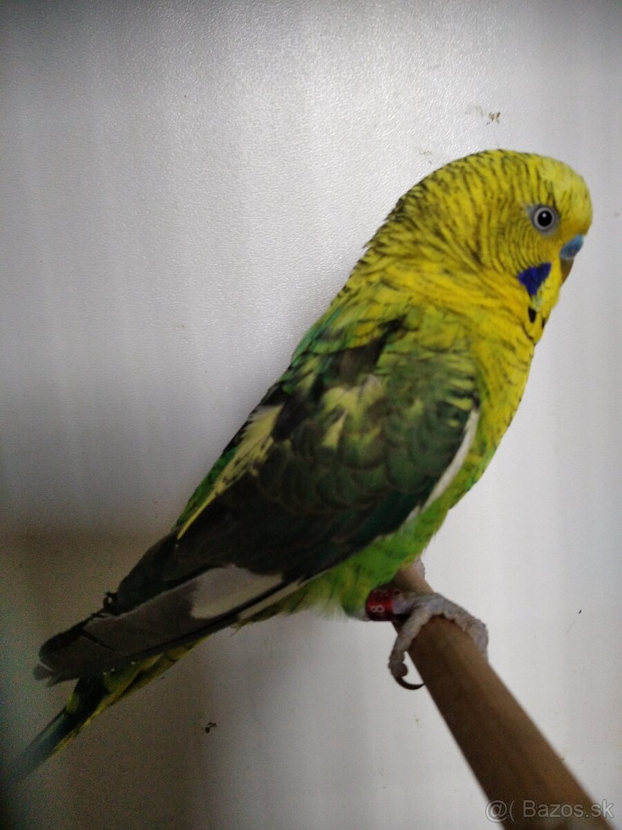 Bleckwing andulky - 3