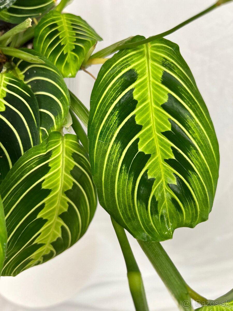 Maranta Lemon Lime - 3