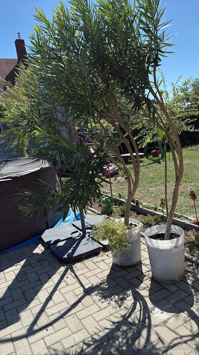 Oleander - 3