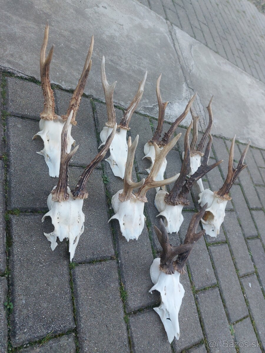 Trofej trofeje paroh parohy parozie zhody - 3