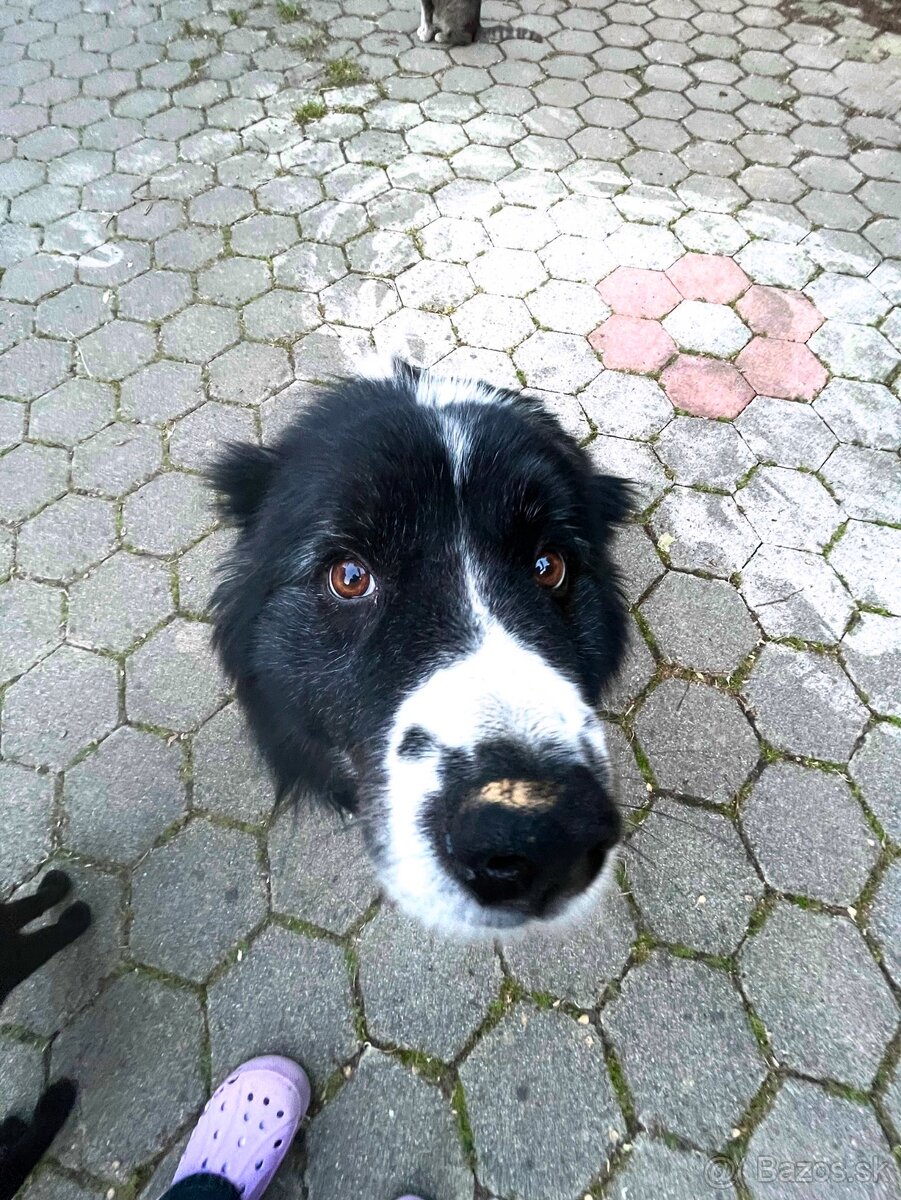 Stráženie psov, iných zvierat - 3