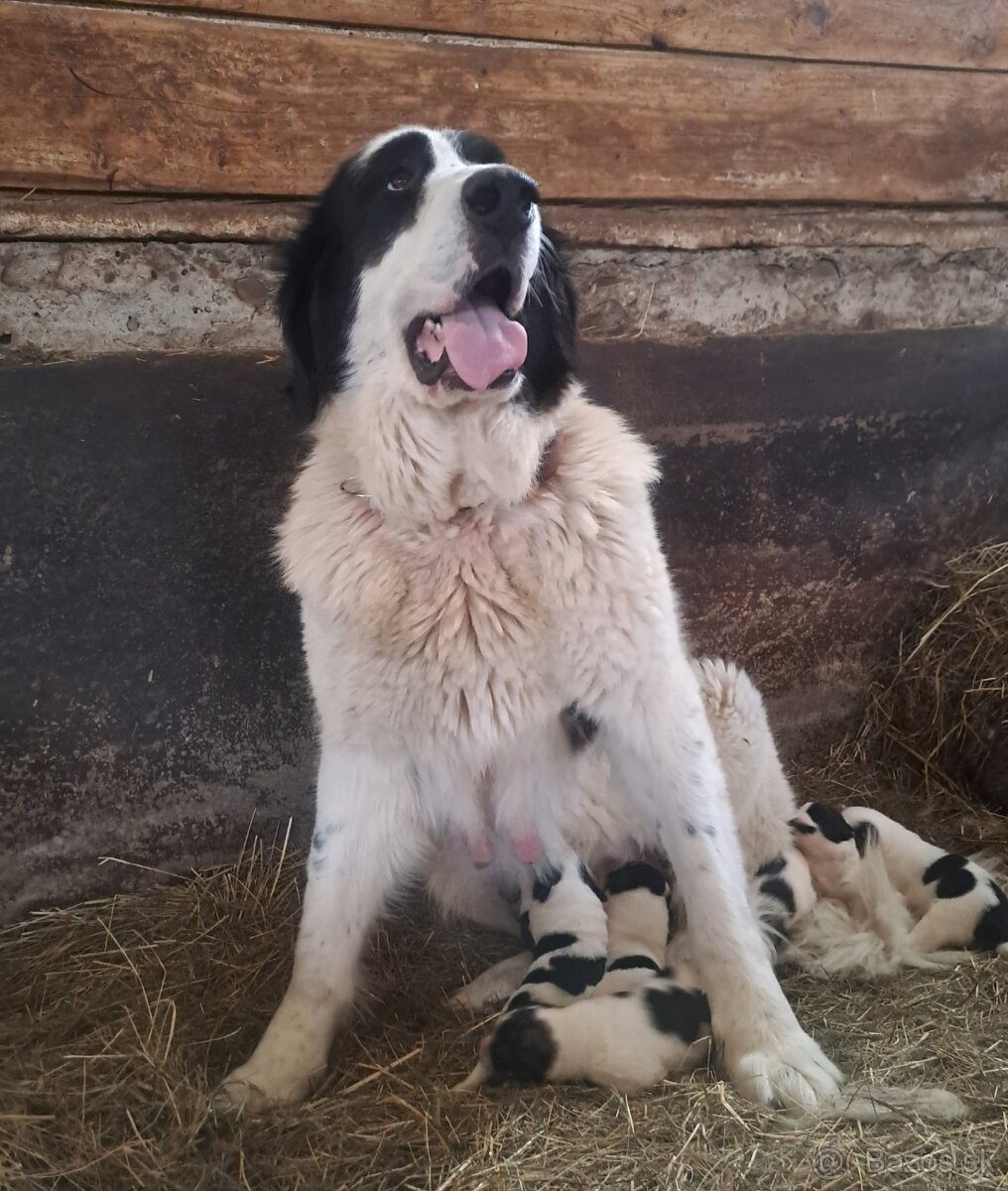 Rumunsky ovciak, Bukovina - 3