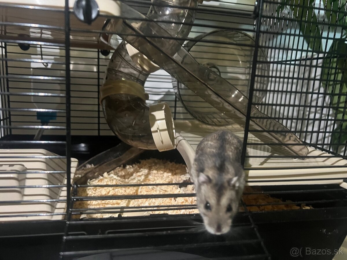 Škrečok Džungársky - 3