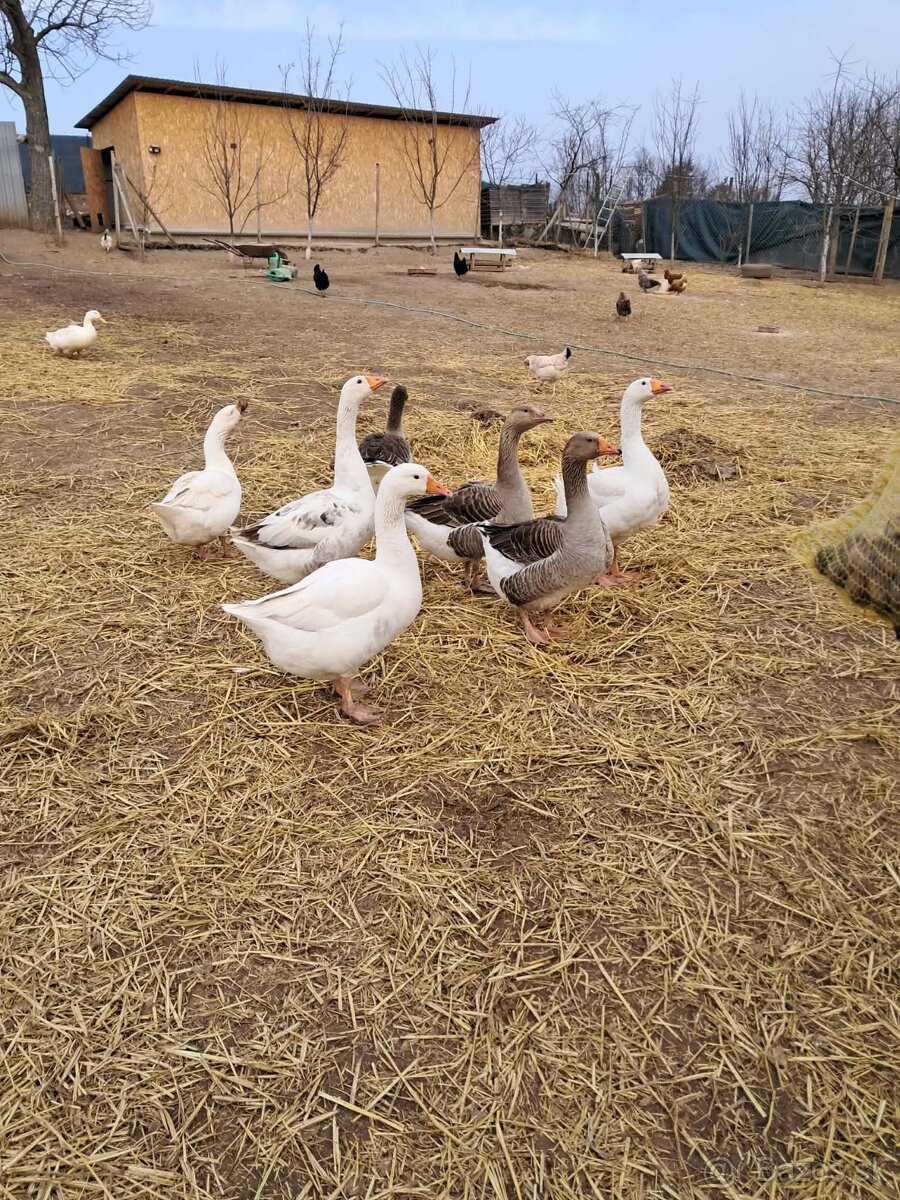 Husacie násadové vajcia - 3