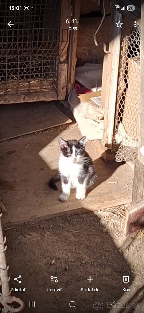 Darujem mačiatka - 3