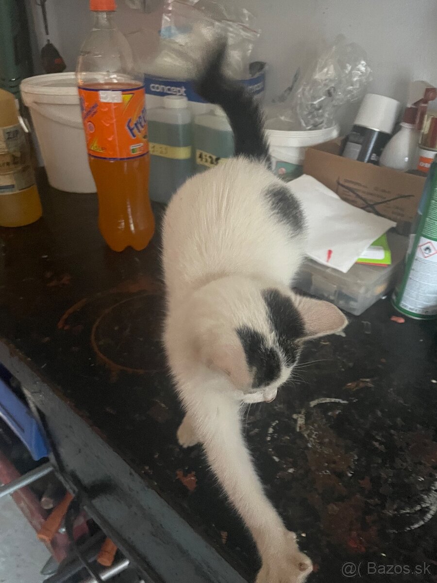 Darujeme mačiatko mačku - 3